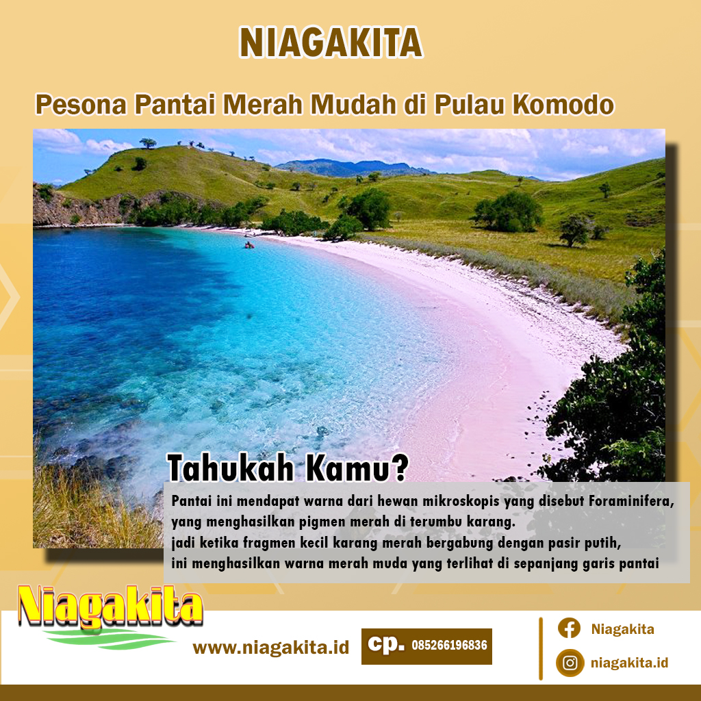 PANTAI PINK SALAH SATU KEAJAIBAN PULAU KOMODO Niagakita