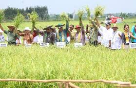 Padi Rawa Siap Panen pada Hari Pangan Sedunia 2018 31 Hari Pangan Sedunia