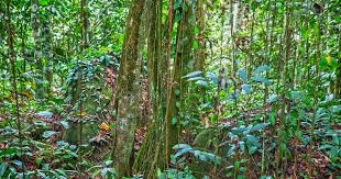 Benarkah Kayu Bajakah Bisa Mengobati Kanker? 10 Benarkah Kayu Bajakah Bisa Mengobati Kanker? 9