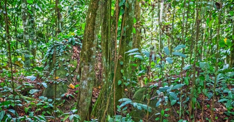 Benarkah Kayu Bajakah Bisa Mengobati Kanker? 4 Benarkah Kayu Bajakah Bisa Mengobati Kanker? 3