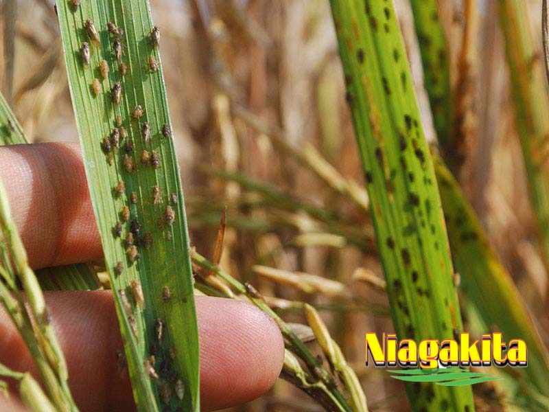 Pencegahan Serangan Hama Wereng Coklat 10 Pencegahan Serangan Hama Wereng Coklat 9