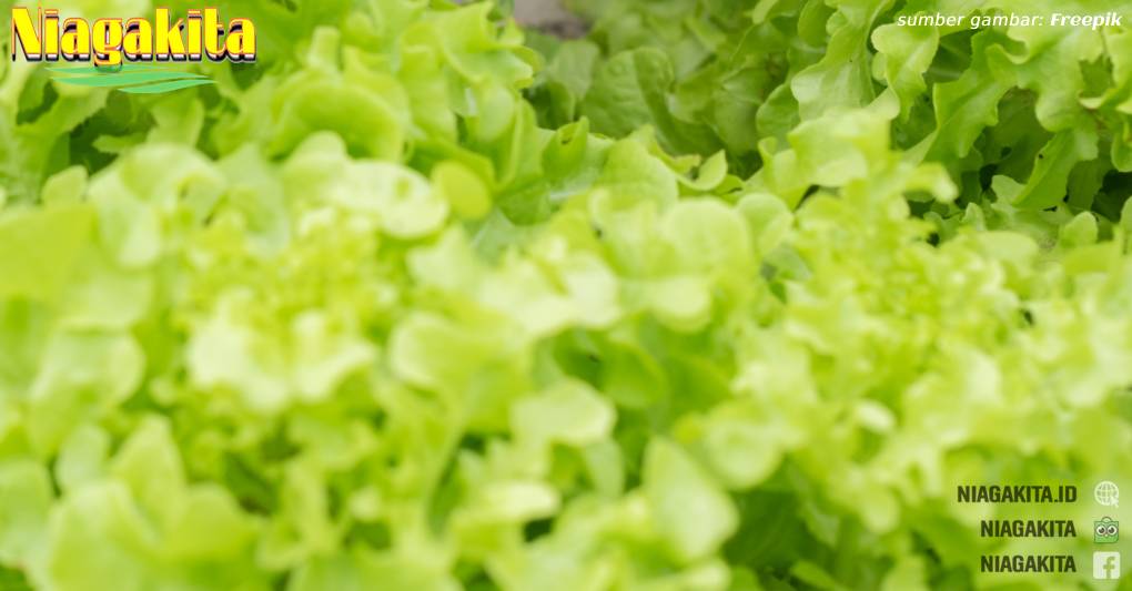 Catat! 5 Sayuran ini Bisa Kamu Tanam di Musim Hujan 13 hujan.