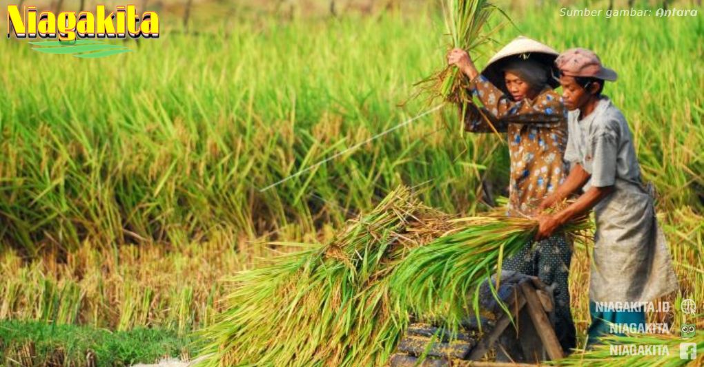 alat panen padi